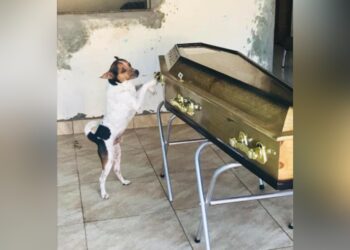 Cachorro chora ao lado do caixão da dona em velório: ‘Eram muito apegados’