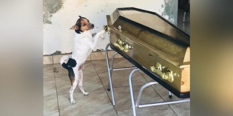 Cachorro chora ao lado do caixão da dona em velório: ‘Eram muito apegados’