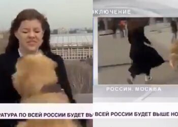 Cachorro arranca microfone de repórter e sai correndo durante reportagem ao vivo; veja o vídeo