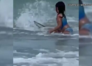 Criança escapa de ataque de tubarão durante banho em praia
