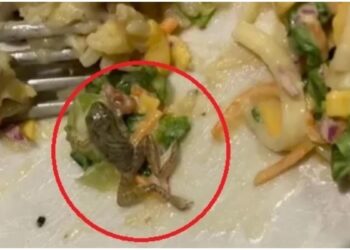 Estudante encontra ‘perereca’ em salada de famoso restaurante e caso viraliza; veja fotos