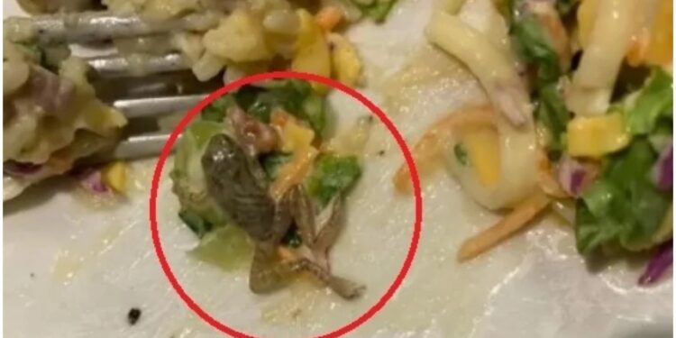 Estudante encontra ‘perereca’ em salada de famoso restaurante e caso viraliza; veja fotos