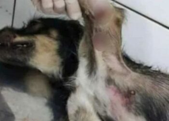 Vídeo: homem é preso acusado de jogar cadela na rua para ser atropelada