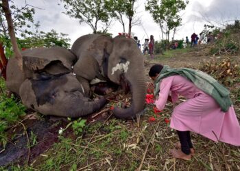 Mistério! Moradores na Índia encontram 18 elefantes mortos em reserva florestal