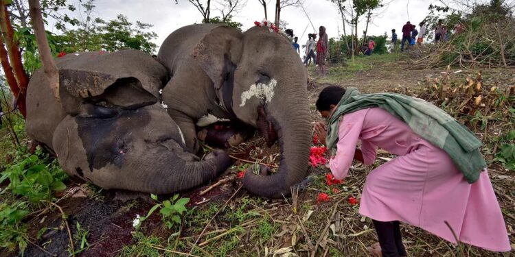 Mistério! Moradores na Índia encontram 18 elefantes mortos em reserva florestal