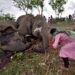 Mistério! Moradores na Índia encontram 18 elefantes mortos em reserva florestal