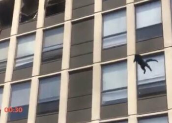 Para escapar de incêndio, gato pula do 5º andar de prédio em chamas e sai andando; veja vídeo