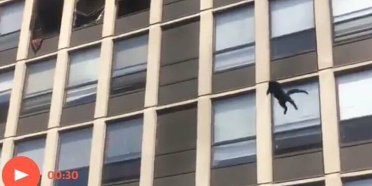 Para escapar de incêndio, gato pula do 5º andar de prédio em chamas e sai andando; veja vídeo