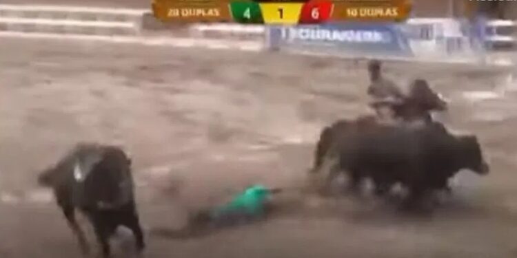 TV exibe momento em que vaqueiro morre esmagado por boi durante vaquejada; confira