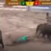 TV exibe momento em que vaqueiro morre esmagado por boi durante vaquejada; confira