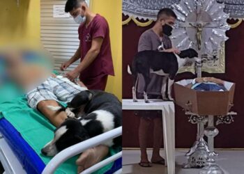 Amigos até a morte: cão fiel não se separa do dono em Parintins