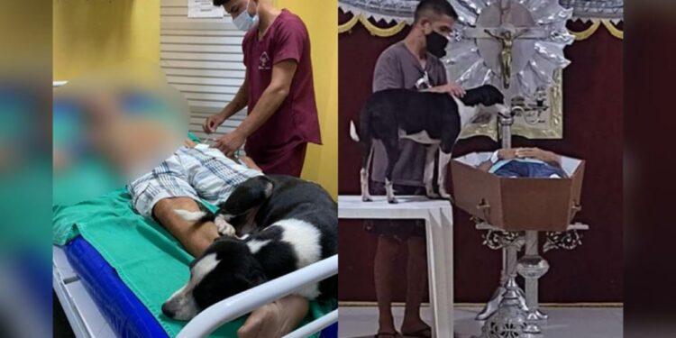 Amigos até a morte: cão fiel não se separa do dono em Parintins