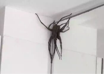 Aranhas gigantes assustam moradores e especialistas alertam: ‘veneno é tóxico’