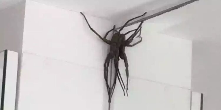 Aranhas gigantes assustam moradores e especialistas alertam: ‘veneno é tóxico’