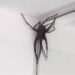 Aranhas gigantes assustam moradores e especialistas alertam: ‘veneno é tóxico’