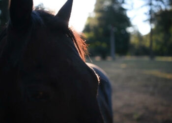 Menina de oito anos morre ao ser atingida por coice de cavalo