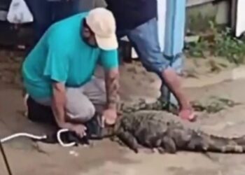 Jacaré surge em igarapé após chuva e assusta moradores em Manaus