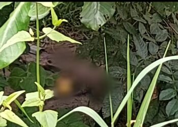 Ossada humana é encontrada na Avenida das Flores