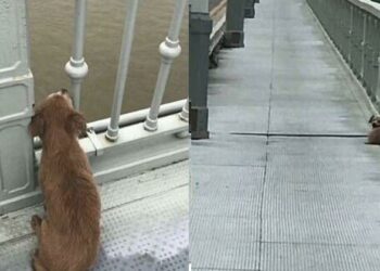 Homem se joga de ponte e cão de estimação espera ele voltar durante 4 dias
