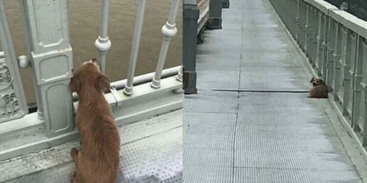 Homem se joga de ponte e cão de estimação espera ele voltar durante 4 dias