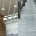 Homem se joga de ponte e cão de estimação espera ele voltar durante 4 dias