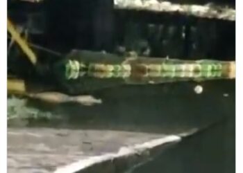 Jacaré maceta é filmado de bubuia em rua alagada de Manaus; veja o vídeo