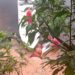 Adolescente sai para nadar em rio escondida da mãe e acaba morrendo afogada em Manaus