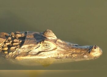 Bebê de 1 ano tem braço amputado após ser atacado por jacaré