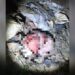 Catadores encontram feto em lixão de Manaus; a cabeça estava sendo comida por urubus