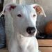 Policial civil é investigado suspeito de matar cachorro de artista circense