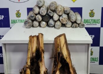 Droga é encontrada dentro de mudas de bananeira em embarcação com destino a Manaus