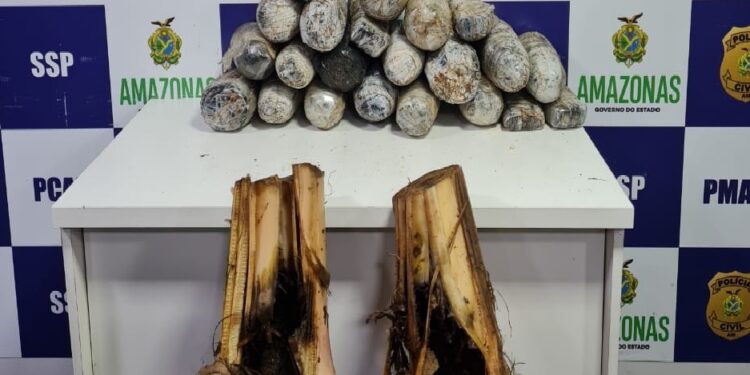 Droga é encontrada dentro de mudas de bananeira em embarcação com destino a Manaus
