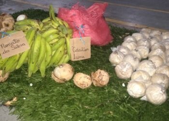 Droga avaliada em R$285 mil é apreendida escondida em cocos dentro de barco no AM