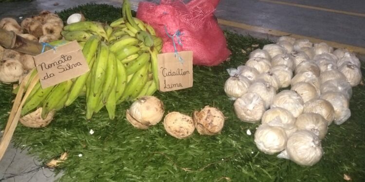 Droga avaliada em R$285 mil é apreendida escondida em cocos dentro de barco no AM