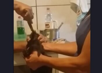 Vídeo: Mulher coloca pimenta os olhos de gato e o obriga a comer carne picante