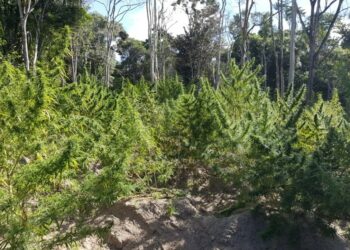 Polícia encontra plantação com mais de três mil pés de maconha