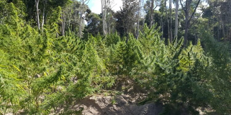 Polícia encontra plantação com mais de três mil pés de maconha