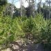 Polícia encontra plantação com mais de três mil pés de maconha