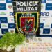Homem é preso com mudas e porções de maconha em Boca do Acre
