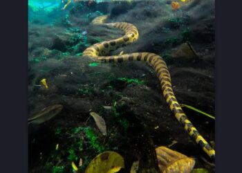 Vídeo: Sucuri gigante é flagrada em rio durante passeio de turistas
