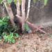 Homem é torturado e assassinado cruelmente em Parintins