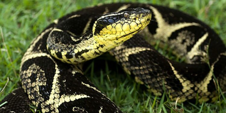 Substância em veneno de cobra jararacuçu pode inibir avanço da Covid-19
