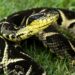Substância em veneno de cobra jararacuçu pode inibir avanço da Covid-19