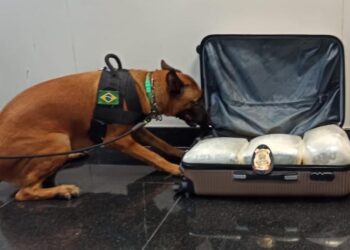 Droga que iria embarcar para São Paulo é apreendida em aeroporto de Manaus
