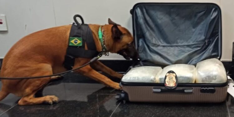Droga que iria embarcar para São Paulo é apreendida em aeroporto de Manaus
