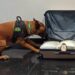 Droga que iria embarcar para São Paulo é apreendida em aeroporto de Manaus