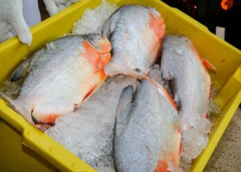 Doença da ‘urina preta’ faz vítima no AM; mulher comeu peixe pirapitinga