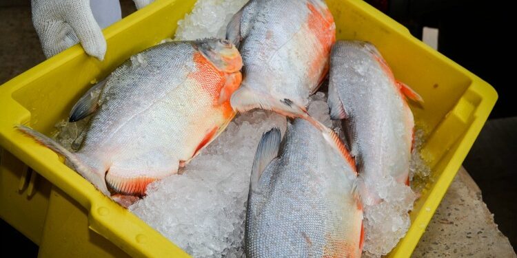 Doença da ‘urina preta’ faz vítima no AM; mulher comeu peixe pirapitinga