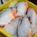 Doença da ‘urina preta’ faz vítima no AM; mulher comeu peixe pirapitinga