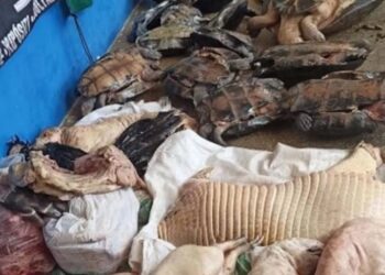 Animais silvestres e carnes ilegais são aprendidos durante fiscalização em feira